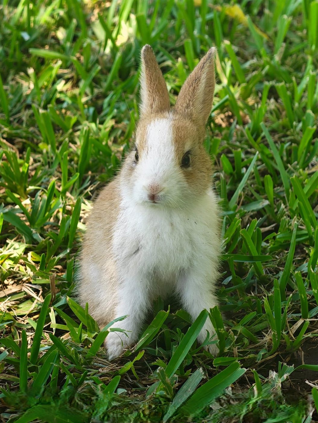 Conejo en los jardines de Rancho Alegre 2